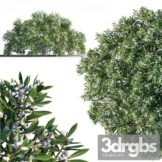 Leucopogon Parviflorus 3dsmax Download - thumbnail 1