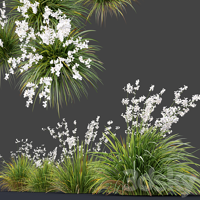 Libertia formosa 3DS Max Model - thumbnail 2