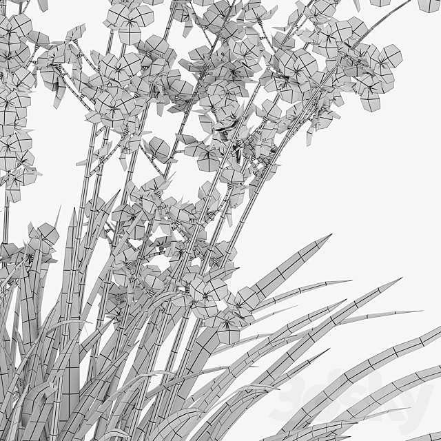 Libertia formosa 3DS Max Model - thumbnail 5