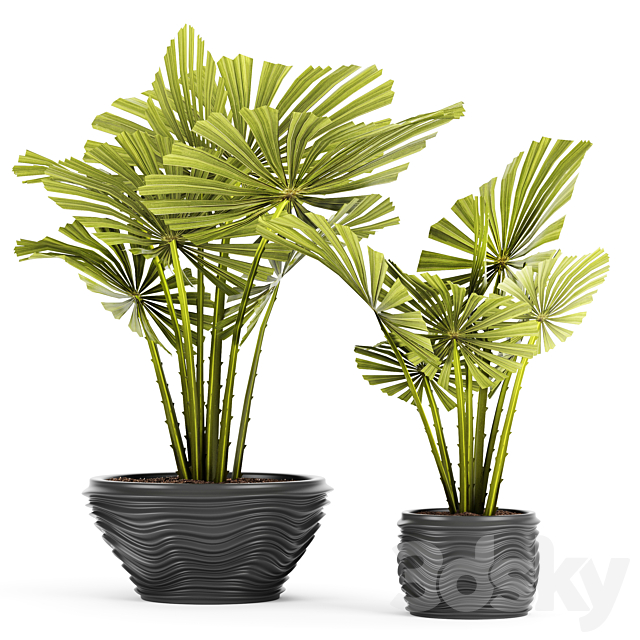 licuala spinosa. ornamental palm tree. likuala. pot. flower 3DSMax File - thumbnail 1