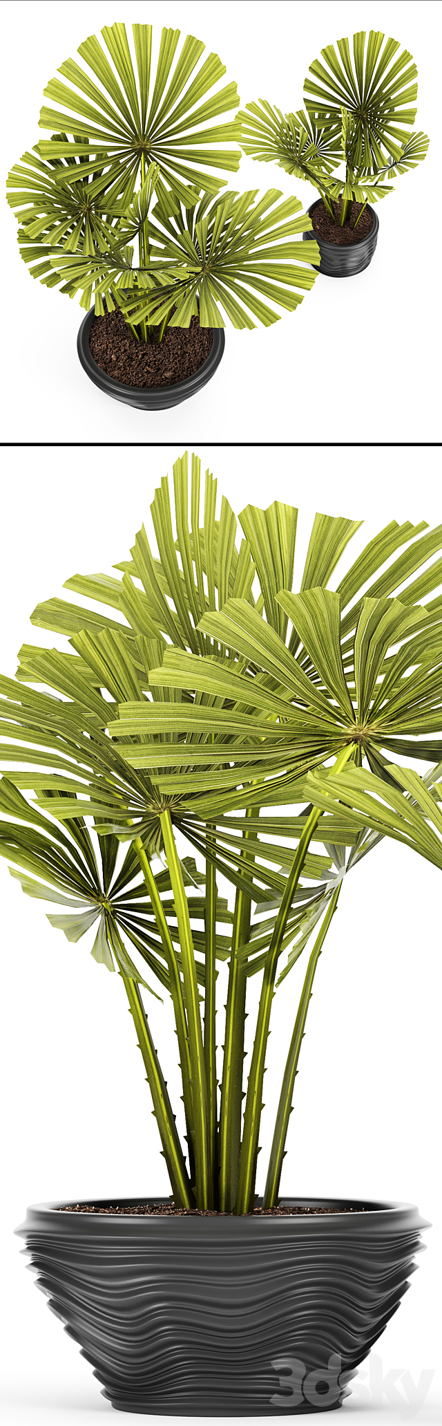 licuala spinosa. ornamental palm tree. likuala. pot. flower 3DSMax File - thumbnail 2