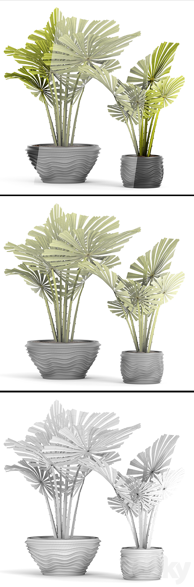 licuala spinosa. ornamental palm tree. likuala. pot. flower 3DSMax File - thumbnail 3