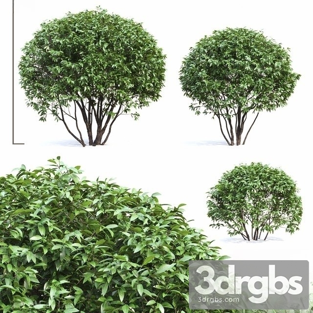 Ligustrum 3dsmax Download - thumbnail 1