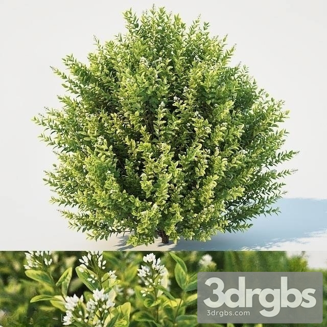 Ligustrum Ovalifolium 3dsmax Download - thumbnail 1