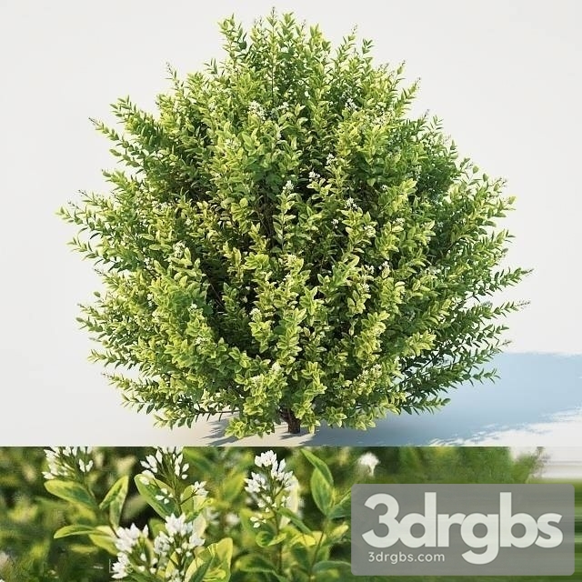 Ligustrum ovalifolium Large 3dsmax Download - thumbnail 1