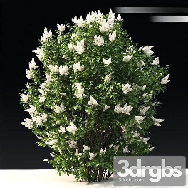 Lilac Flowering 3 3dsmax Download - thumbnail 1