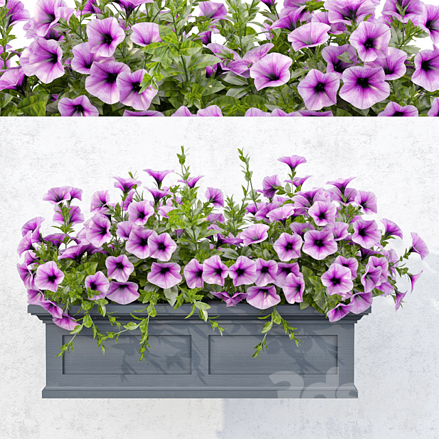 Lilac Petunia 3DS Max Model - thumbnail 3