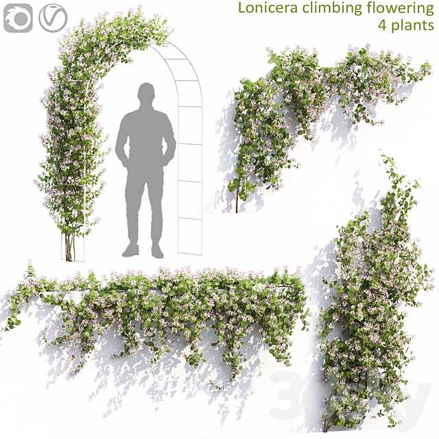 Lonicera flowering # 1 3ds Max - thumbnail 1