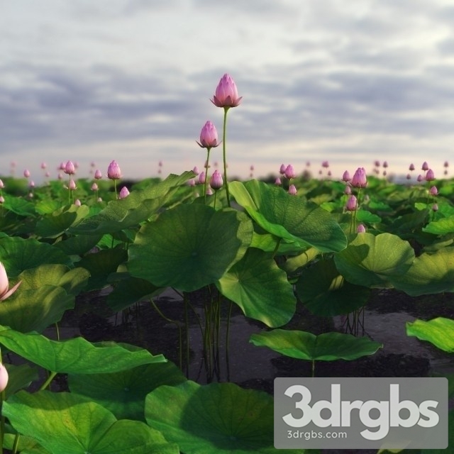 Lotus Lake 3dsmax Download - thumbnail 1