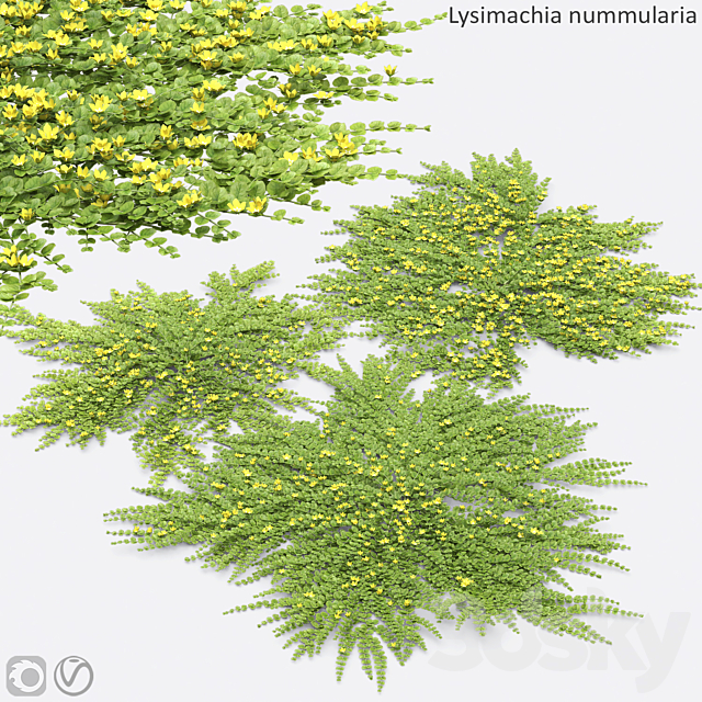 Lysimachia nummularia 3ds Max - thumbnail 1