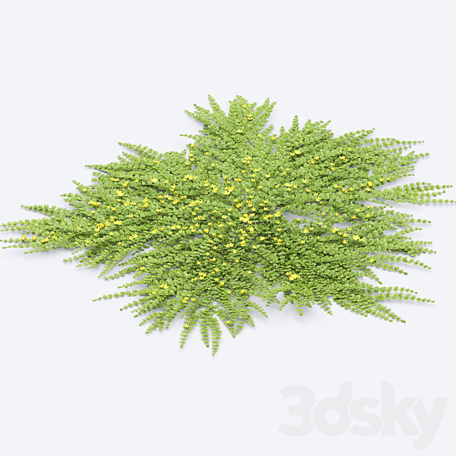 Lysimachia nummularia 3ds Max - thumbnail 3