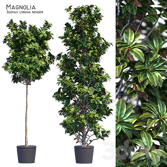 Magnolia 3ds Max - thumbnail 1