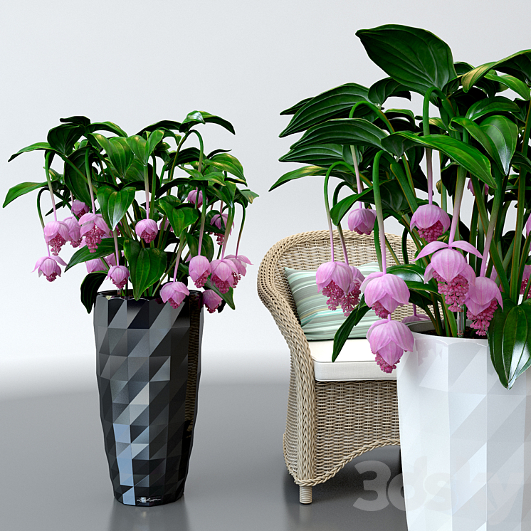 Medinilla magnificent \/ Medinilla Magnifica in pots Lechuza 3DS Max - thumbnail 1