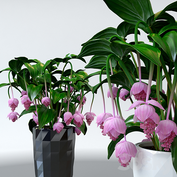 Medinilla magnificent \/ Medinilla Magnifica in pots Lechuza 3DS Max - thumbnail 2