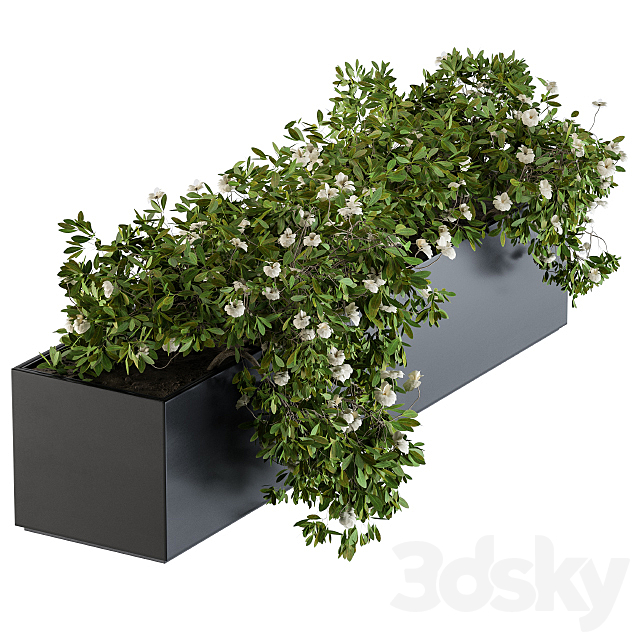 Modern Planter Box White Flower 3ds Max - thumbnail 3