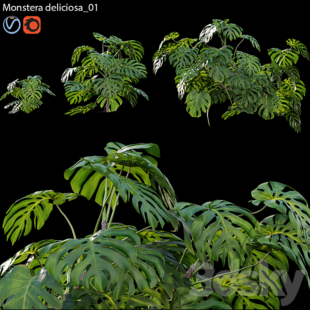 Monstera deliciosa 01 3ds Max - thumbnail 1