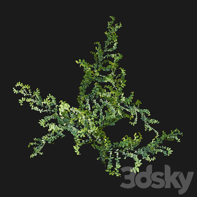 Moraceae – Ficus pumila 3DS Max Model - thumbnail 3