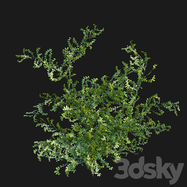 Moraceae – Ficus pumila 3DS Max Model - thumbnail 5