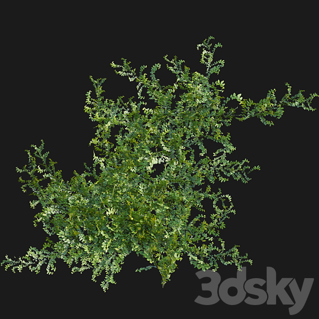 Moraceae – Ficus pumila 3DS Max Model - thumbnail 6