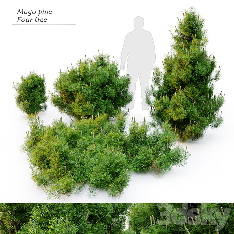 Mugo pine 3DS Max Model - thumbnail 1