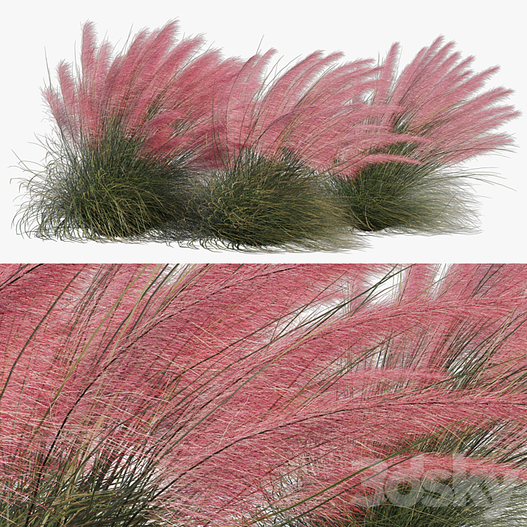 Muhlenbergia Capillaris – Pink Muhly Grass 04 3DS Max Model - thumbnail 1