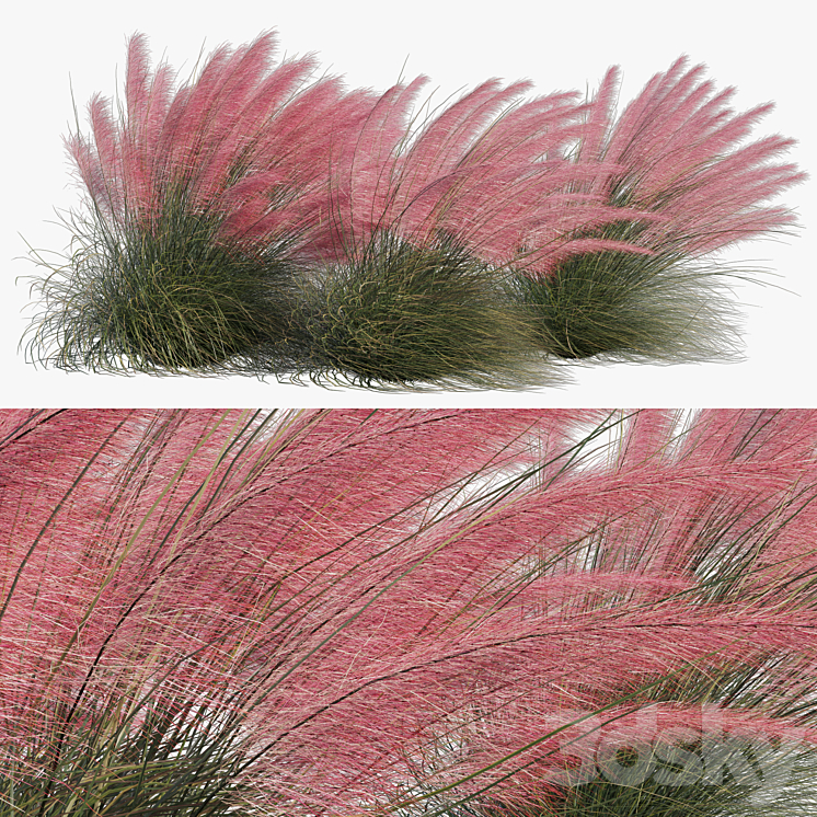 Muhlenbergia Capillaris – Pink Muhly Grass 04 3DS Max - thumbnail 1