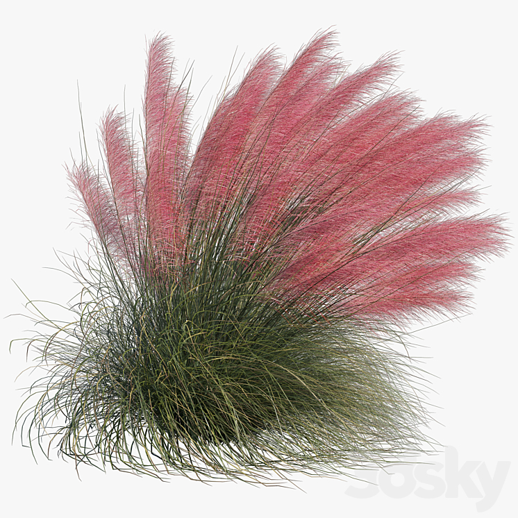 Muhlenbergia Capillaris – Pink Muhly Grass 04 3DS Max - thumbnail 2