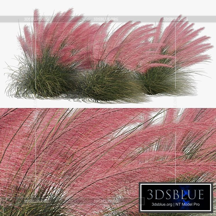 Muhlenbergia Capillaris – Pink Muhly Grass 04 3DS Max - thumbnail 3