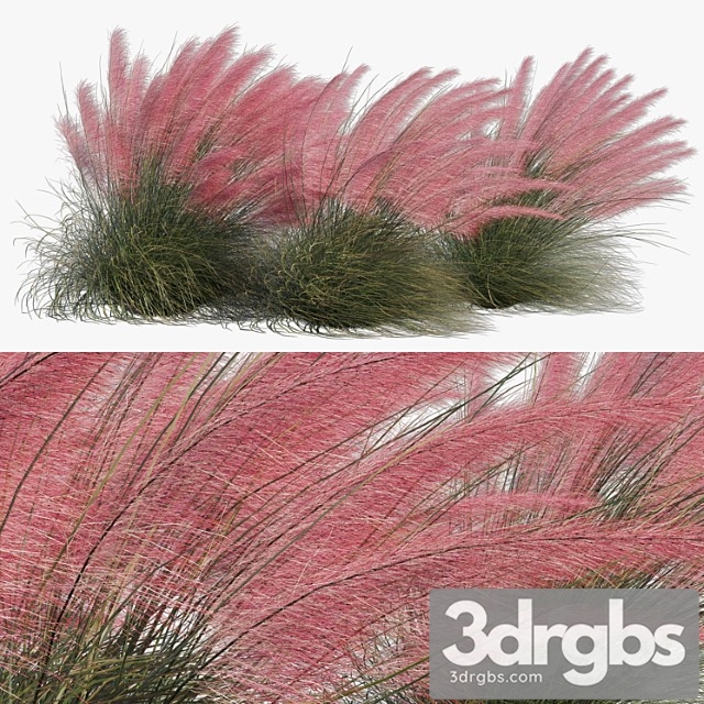 Muhlenbergia capillaris – pink muhly grass 04 - thumbnail 1