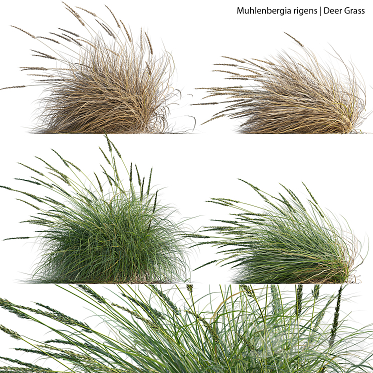 Muhlenbergia rigens – Deer Grass 02 3DS Max Model - thumbnail 1