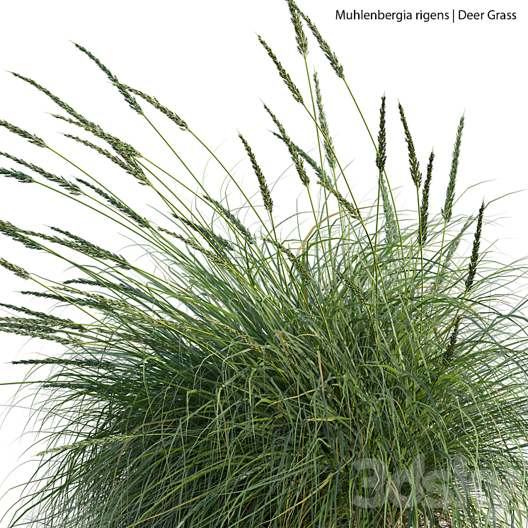 Muhlenbergia rigens – Deer Grass 02 3DS Max Model - thumbnail 2