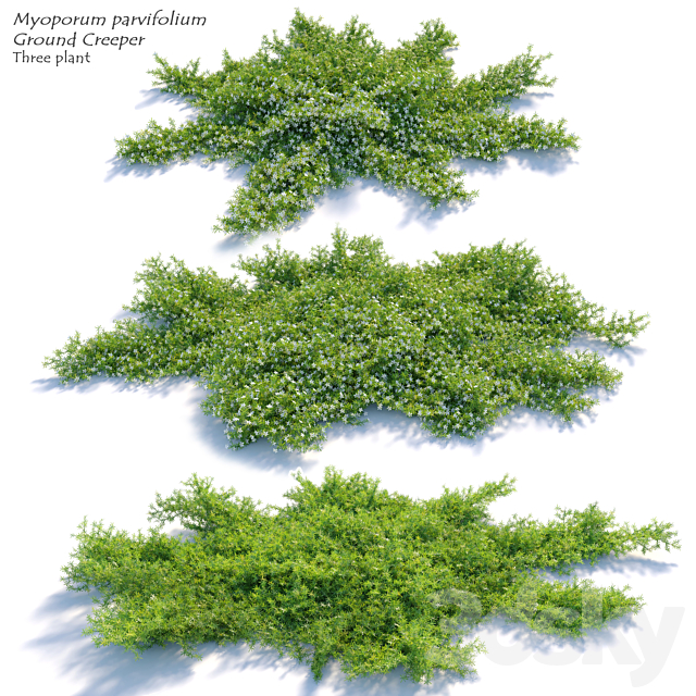 Myoporum parvifolium 3ds Max - thumbnail 1