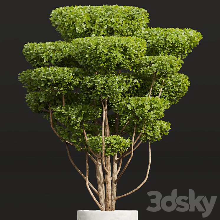 New Plant Ficus Concinna Bonsai Pruned Pot 3DS Max Model - thumbnail 2