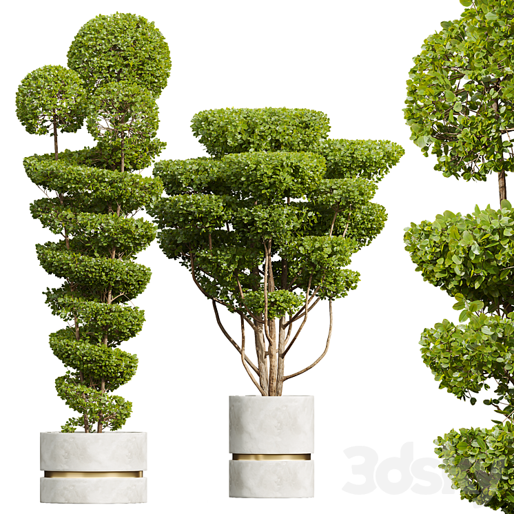 New Plant Ficus Concinna Bonsai Pruned Pot 3DS Max Model - thumbnail 3