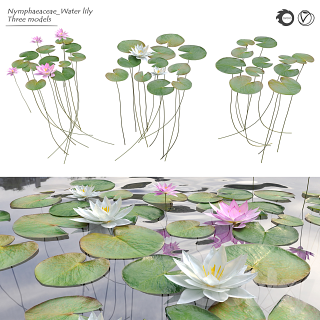 Nymphaeaceae Water Lily 3DSMax File - thumbnail 1