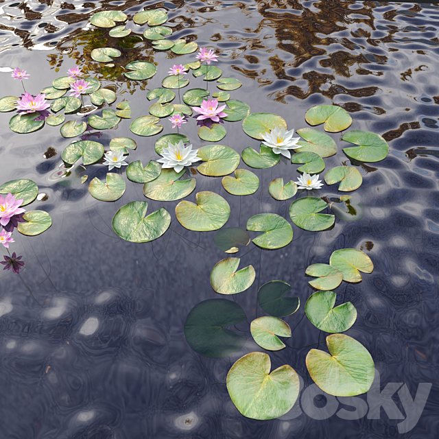 Nymphaeaceae Water Lily 3DSMax File - thumbnail 3