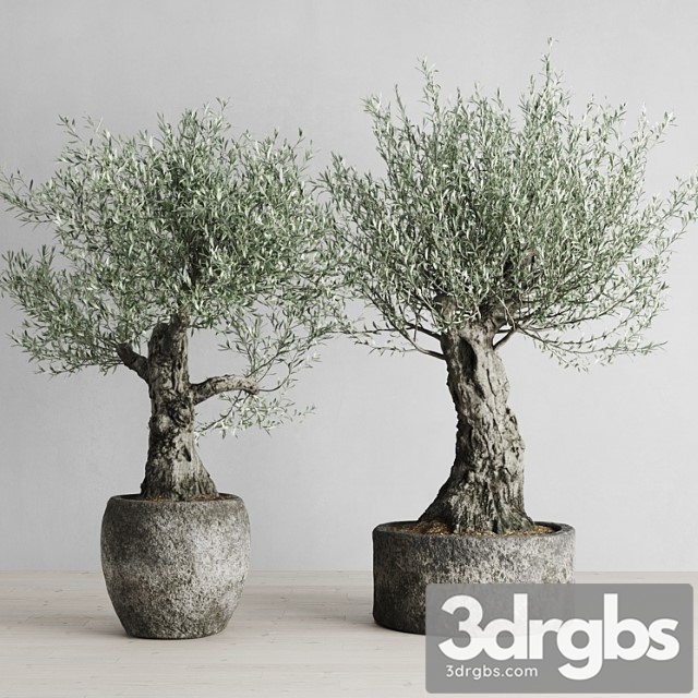 Old olive trees in stone pots - thumbnail 1