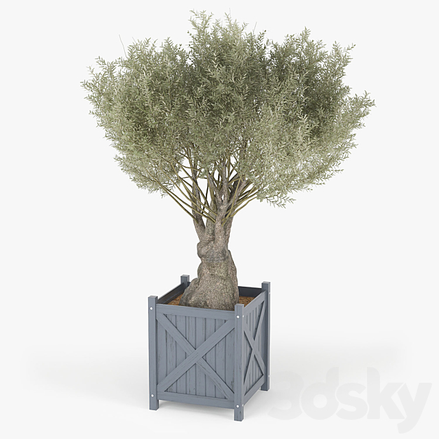 Olea europaea 3DS Max Model - thumbnail 2