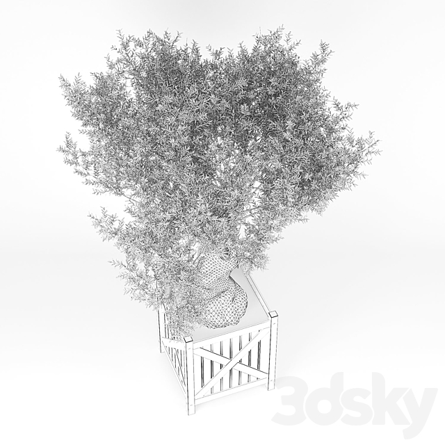 Olea europaea 3DS Max Model - thumbnail 3