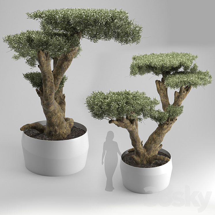 Olea plata 3DS Max - thumbnail 1