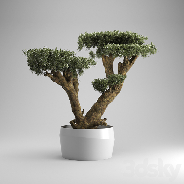 Olea plata 3DS Max - thumbnail 2