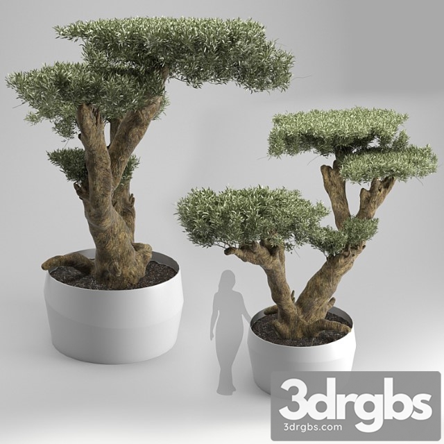 Olea Plata 3dsmax Download - thumbnail 1