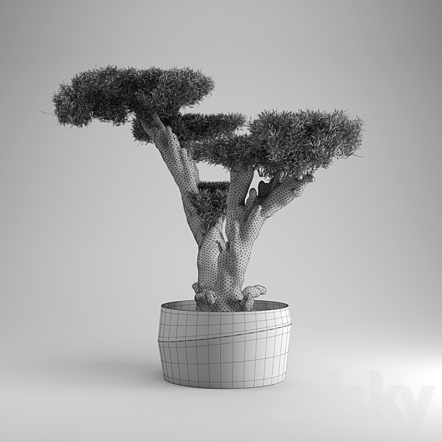 Olea plata 3DSMax File - thumbnail 3