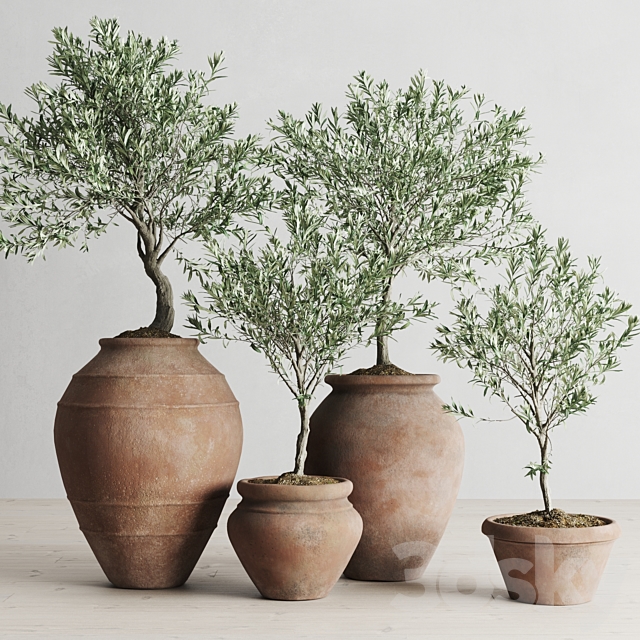 Olive European In Antique Clay Vessels 3DSMax File - thumbnail 1