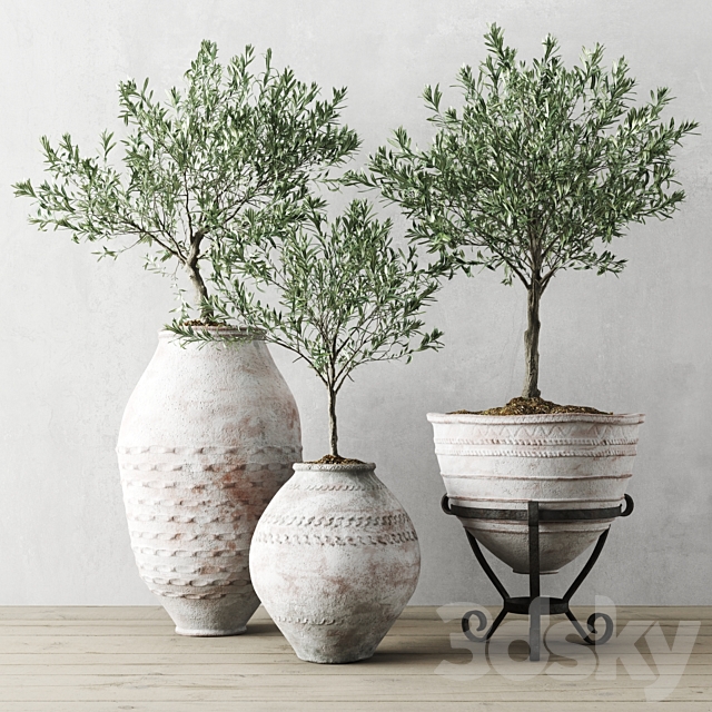 Olive European In Antique Vessels 3DSMax File - thumbnail 1