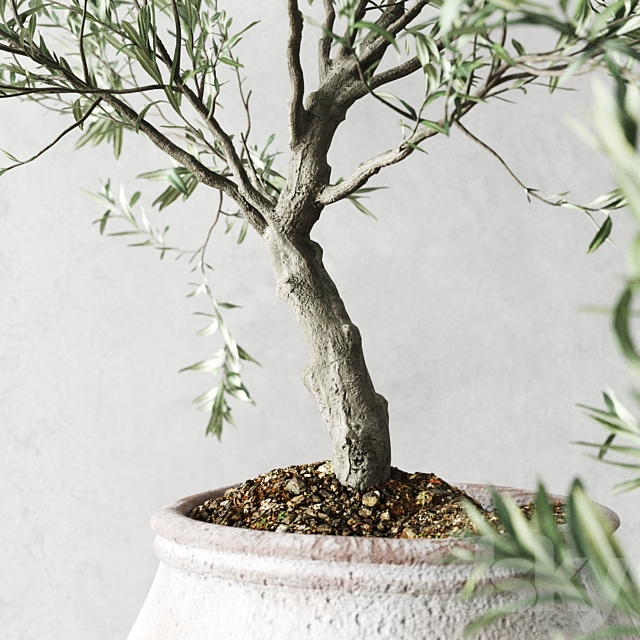 Olive European In Antique Vessels 3DSMax File - thumbnail 2