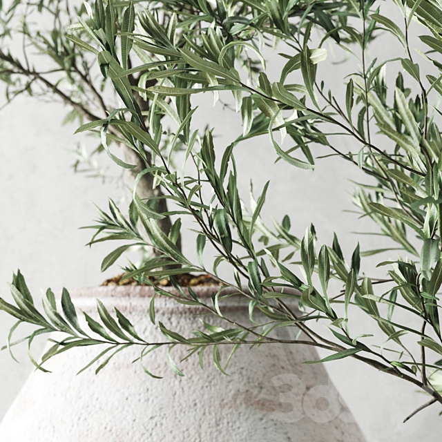 Olive European In Antique Vessels 3DSMax File - thumbnail 4