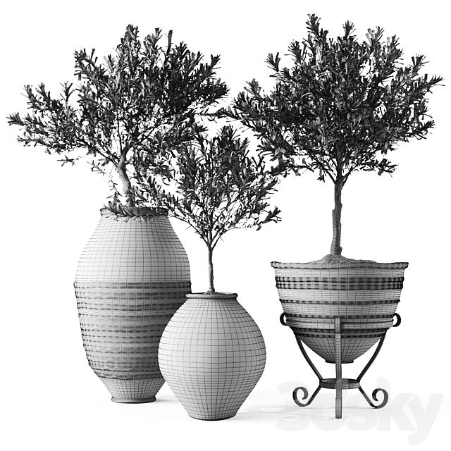 Olive European In Antique Vessels 3DSMax File - thumbnail 5