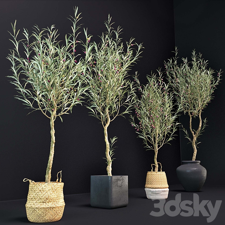 Olive Tree 3DS Max - thumbnail 2