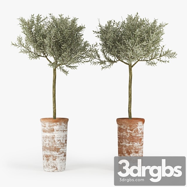 Olive Tree 3dsmax Download - thumbnail 1